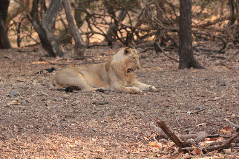 Male lion A - Safari 2 #2