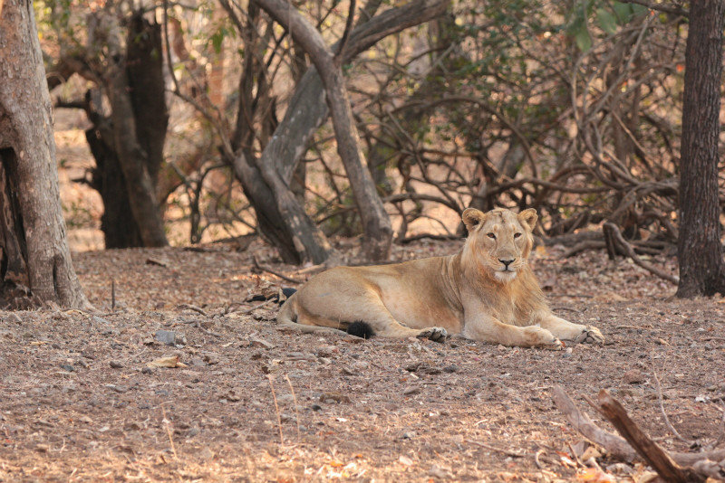 Male lion A - Safari 2 #3