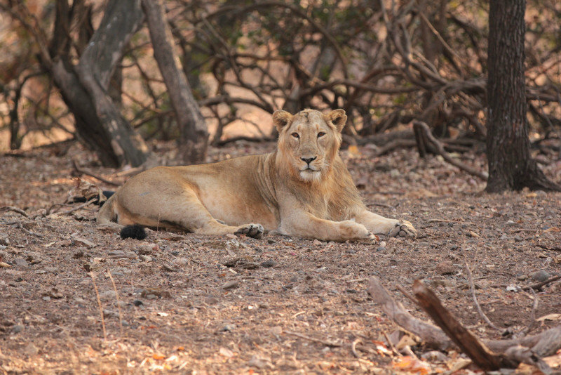 Male lion A - Safari 2 #4