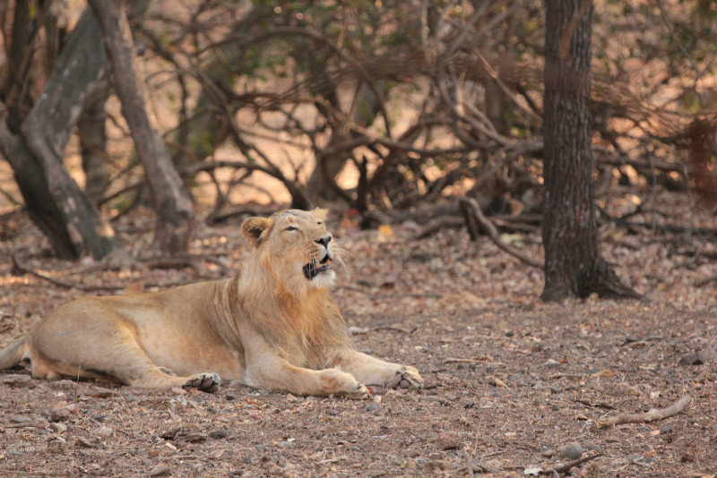 Male lion A - Safari 2 #6