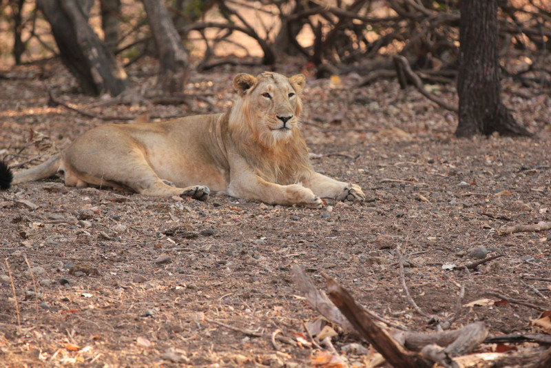 Male lion A - Safari 2 #7