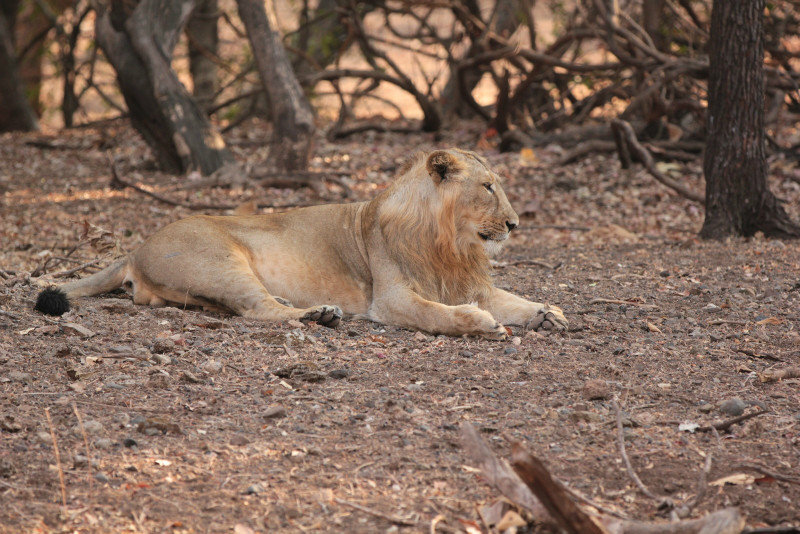 Male lion A - Safari 2 #10