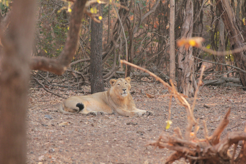 Male lion A - Safari 2 #11