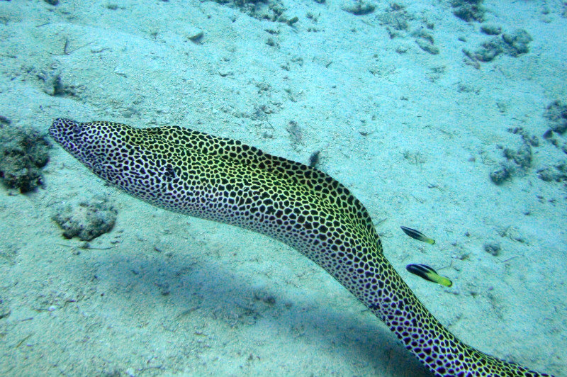 Leopard Spotted Eel
