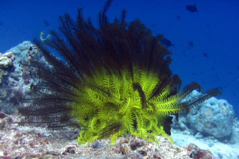 Feather Coral