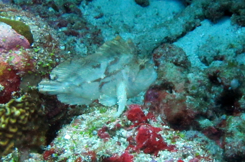 Feathered Frogfish