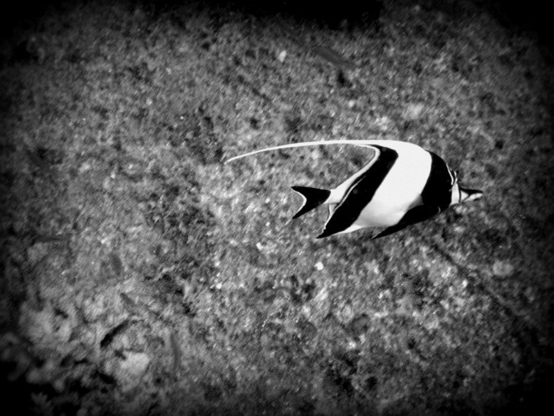 Moorish Idol