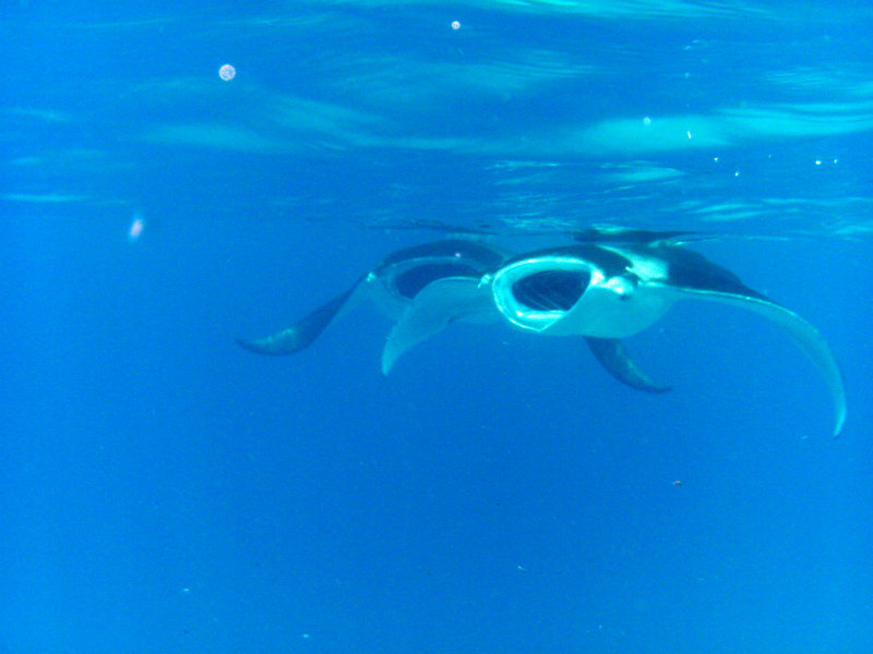 Snorkelling with Mantas 25
