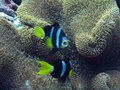Maldives Clownfish 