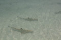 Baby Black-tipped Reef Sharks