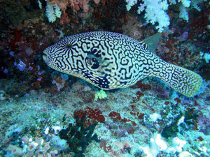 Honeycomb Pufferfish