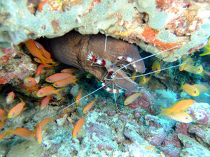 Moray Eel and Red-banded Shrimp