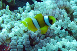 Juvenile Clownfish