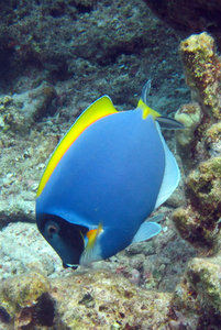 Blue-faced Sturgeonfish