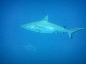 Black-tipped Reef Shark 1