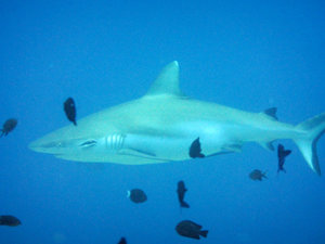 Black-tipped Reef Shark 2