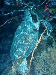 Green Sea Turtle 3