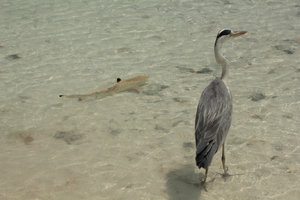 Heron and Baby Black-tipped Shark