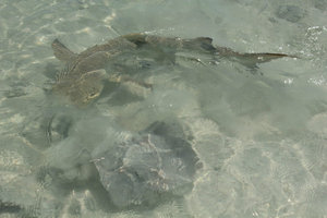 Sting ray and Black-tipped Shark 1