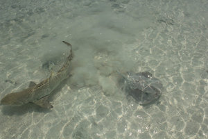 Sting ray and Black-tipped Shark 1