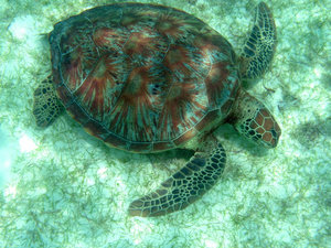 Green Sea Turtle at House Reef 1