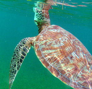 Green Sea Turtle at House Reef 2