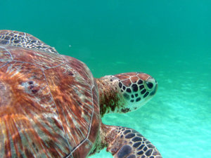 Green Sea Turtle at House Reef 3
