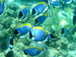School of Bluefaced Sturgeonfish