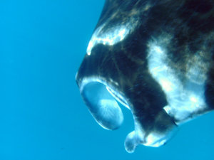Snorkelling with Mantas 7