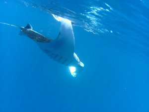 Snorkelling with Mantas 13