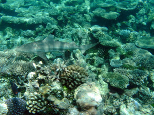 Black-tipped Reef Shark at Koomando Reef 1