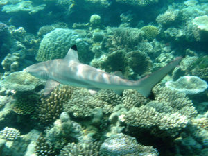 Black-tipped Reef Shark at Koomando Reef 2