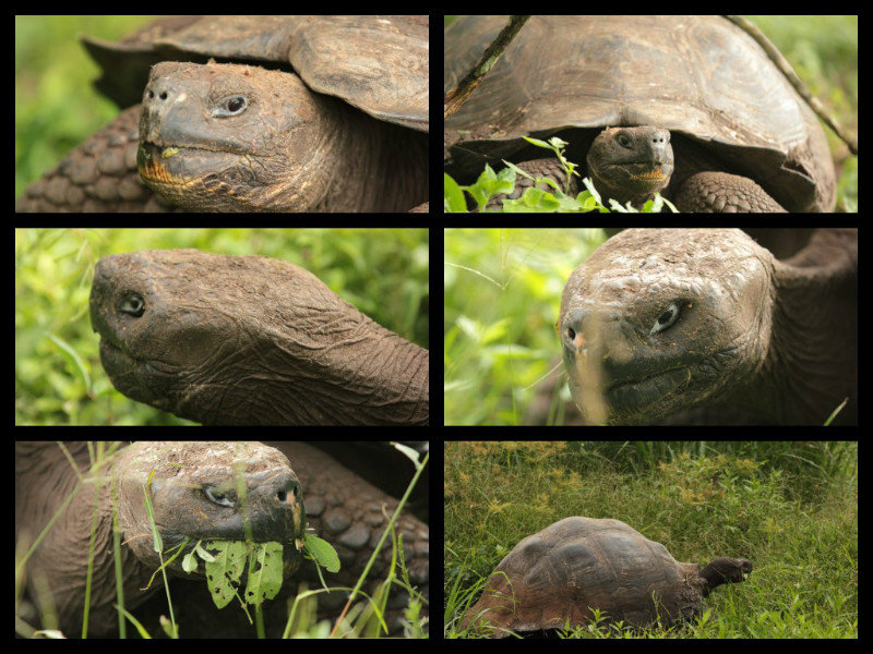 Tortoise Collage