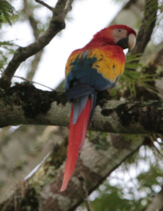 Macaw - Copan