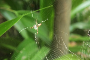 Spider Web, Montezuma
