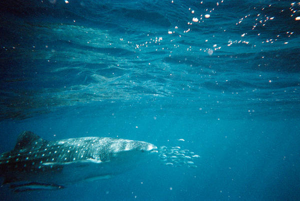 Whale Shark II