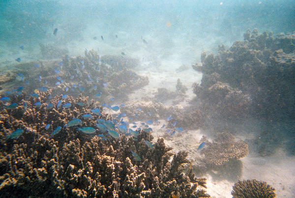 Ningaloo Reef III