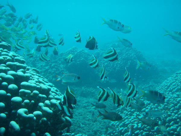 scuba diving 3