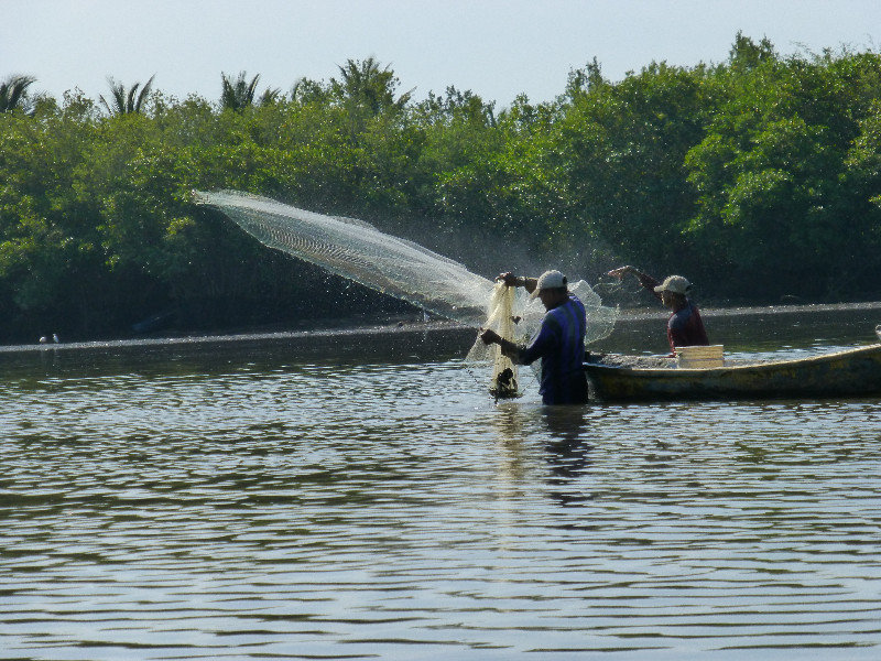 Fishing in the mangroves