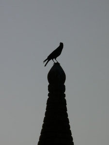 crow on a stupa
