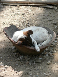 dog in a pot