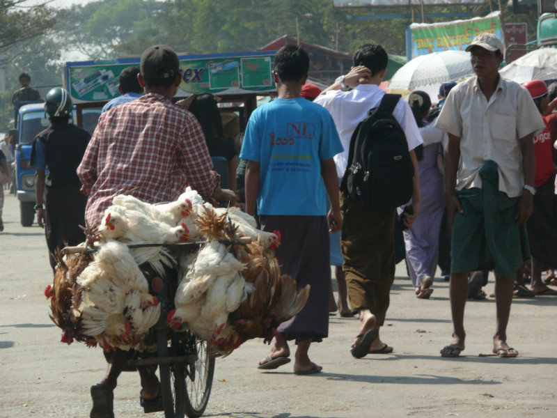 chickens going to market
