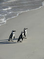 penguins on a mission