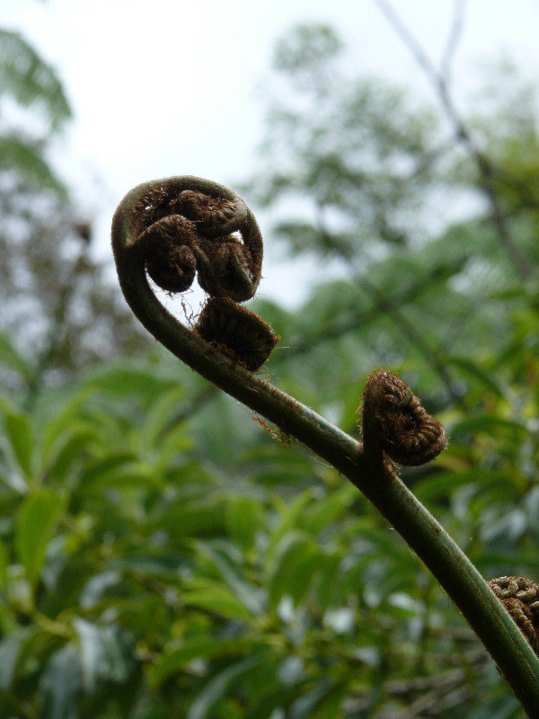 Curly frond