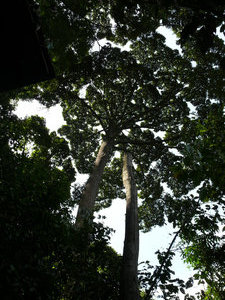 more rainforest