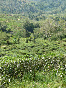 Sabah Rainforest Tea