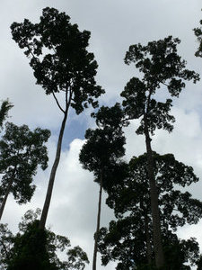 and more rain forest trees