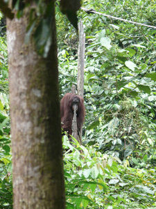 an orangutan emerges