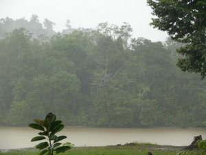 Rainforest in the rain