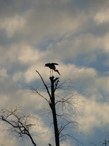 A stork takes flight